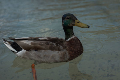 Close-up of mallard duck swimming in lake