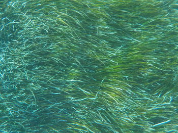 Full frame shot of swimming pool