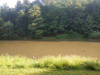 View of bird on grass by the lake