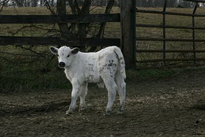 Cow standing in a field