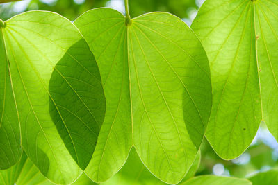 Close-up of fresh green leaf