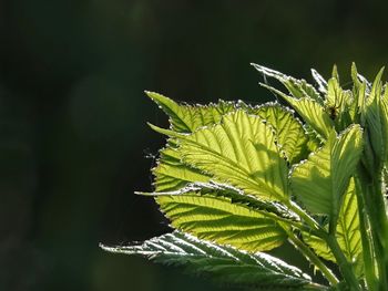 Close-up of fresh green leaves