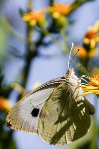 Close-up of butterfly on leaf