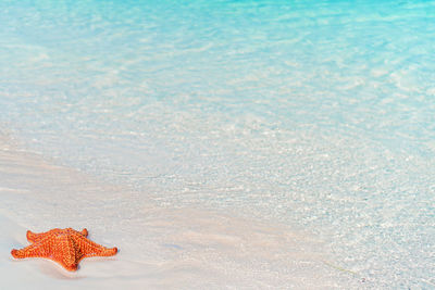 High angle view of starfish on beach