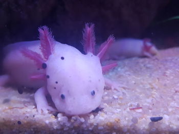 Close-up of fish swimming in aquarium