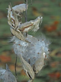 Close-up of wilted plant