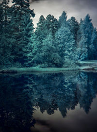 Scenic view of lake in forest