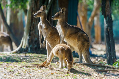 Giraffe standing in a field