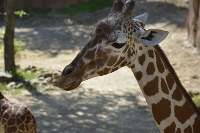 Close-up of giraffe