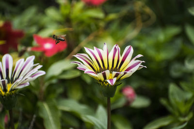 Close-up of insect pollinating flower