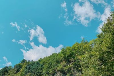 Low angle view of trees against sky