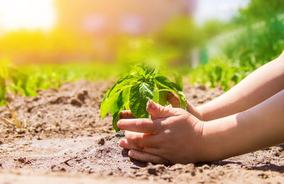 Cropped hand of woman holding plant