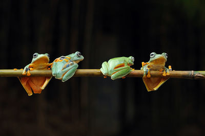 Close-up of frogs on stem