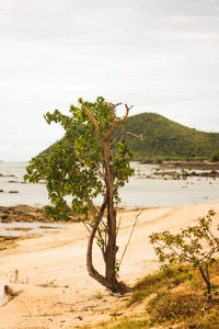 Trees on beach against sky