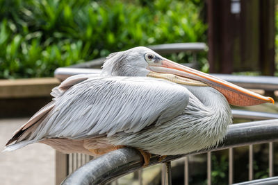 Close-up of bird perching on railing