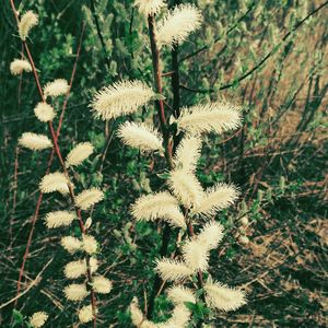 Close-up of white flowers on field