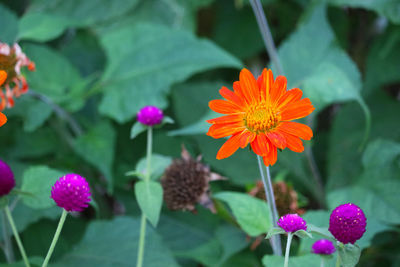 Close-up of flowering plant