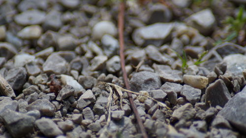 Full frame shot of pebbles