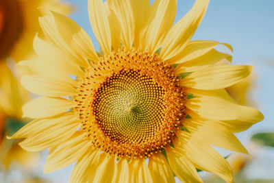 Close-up of sunflower