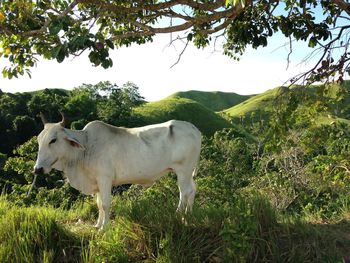 Horse standing in a field