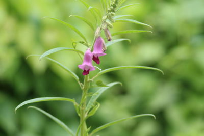 Close-up of pink flowers blooming outdoors