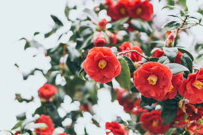 Close-up of red berries growing on tree