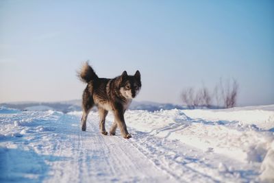 Dog on snow covered field against sky