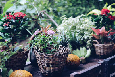 Potted plants in basket