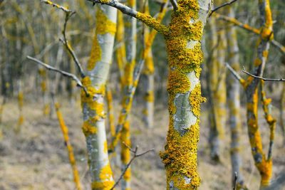 Close-up of yellow moss on trees