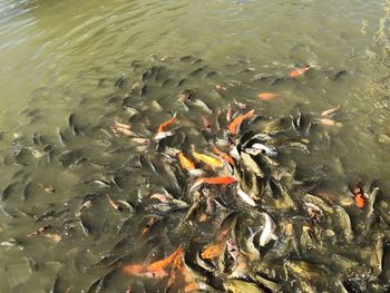 High angle view of koi carps swimming in lake