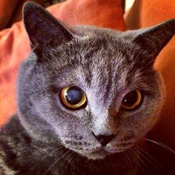 Close-up portrait of cat