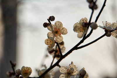 Low angle view of flowers against sky