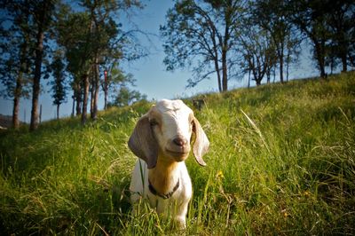 Close-up of goat standing in field