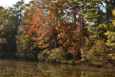 Trees by lake in forest during autumn