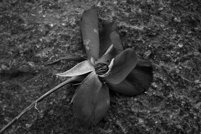 Close-up of flower on field