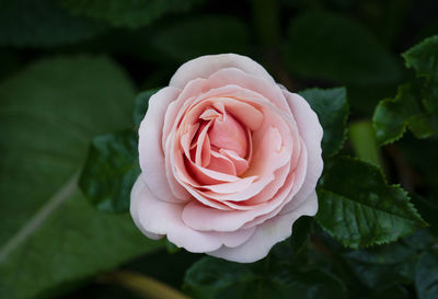 Close-up of rose flower