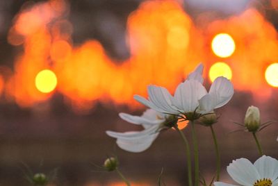 Close-up of flowers blooming outdoors