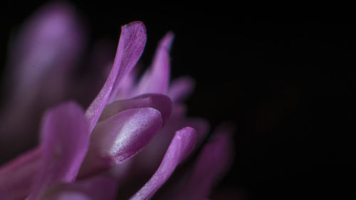 Close-up of purple flower blooming against black background