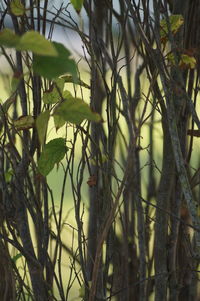 Close-up of a tree