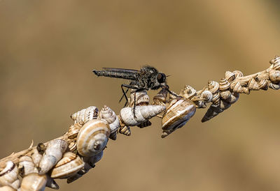 Close-up of insect