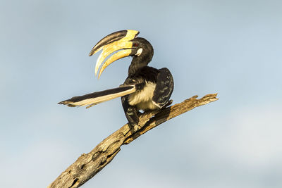 Low angle view of bird perching on a tree