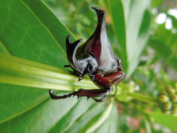 Close-up of insect on leaf