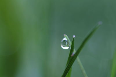 Close-up of dew drops on grass