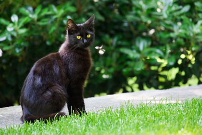 Cat sitting in a field