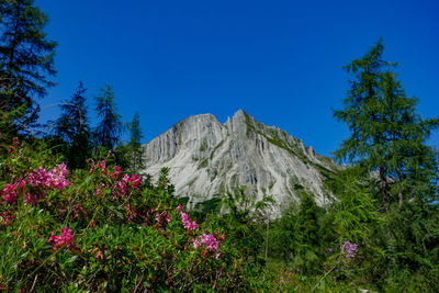 Scenic view of flowering plants and trees against blue sky