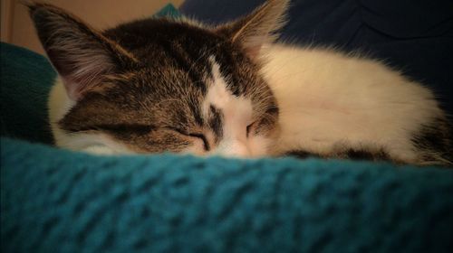 Close-up of cat sleeping on bed