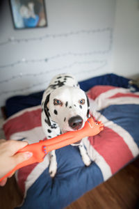 Cropped hand of woman holding bone in dog mouth at home