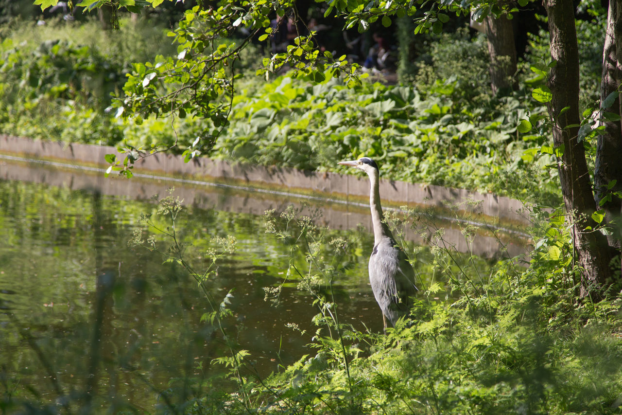 plant, animal themes, tree, animal, animal wildlife, wildlife, bird, nature, water, growth, one animal, heron, green, no people, wetland, woodland, day, natural environment, lake, jungle, beauty in nature, forest, water bird, rainforest, outdoors, swamp, land, gray heron, branch, reflection