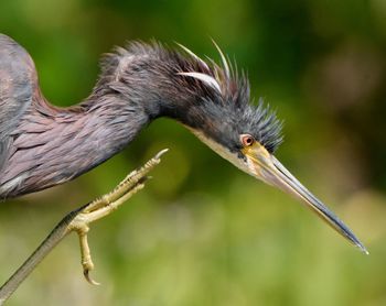 Close-up of bird