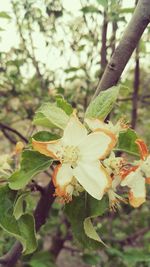 Close-up of flowers blooming on tree